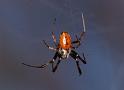 Nephila_ZZ310_D3509_Z_91_Karinji NP_Australie
